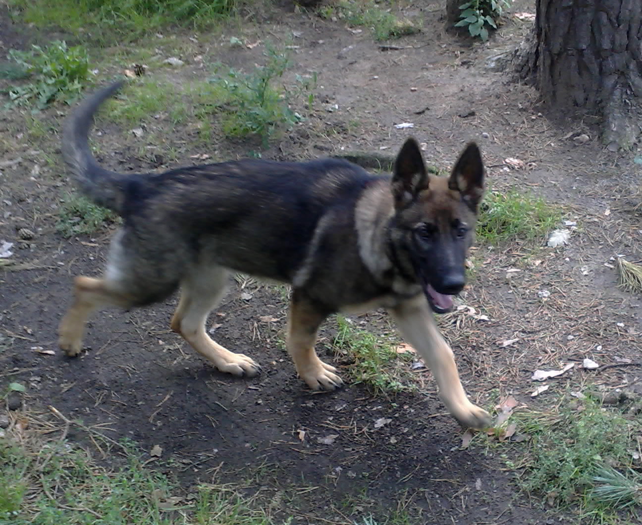 29.8.2010-.zarra-003