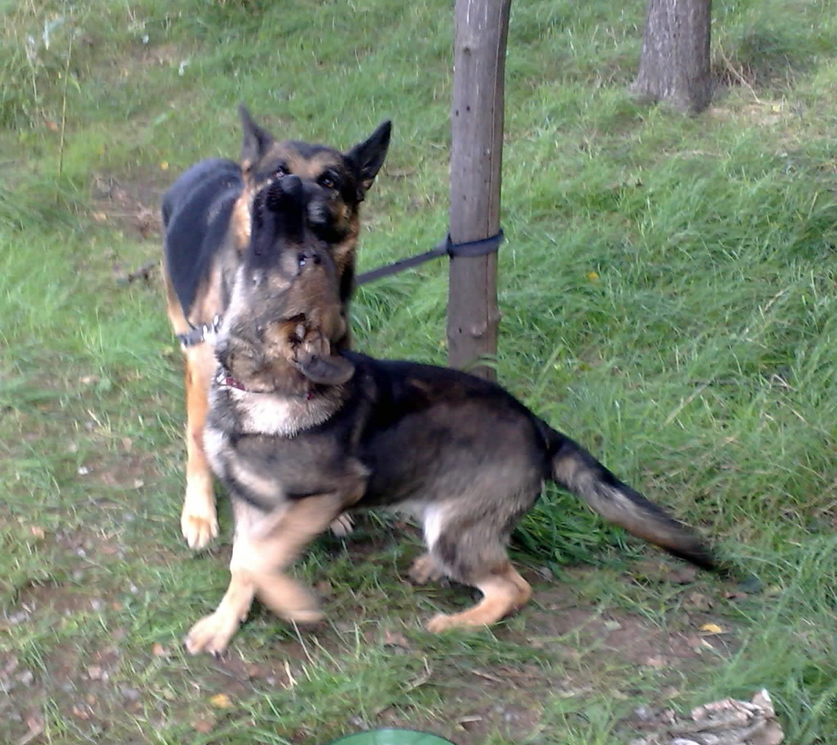 29.8.2010-.zarra-004