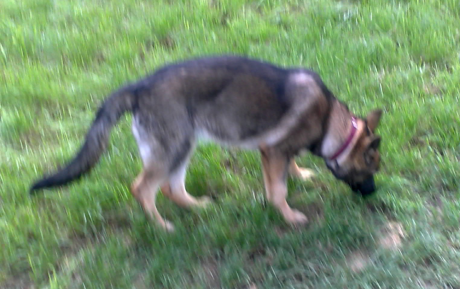 29.8.2010-.zarra-005