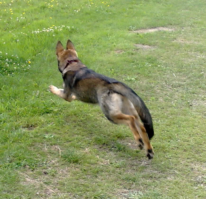 29.8.2010-.zarra-006