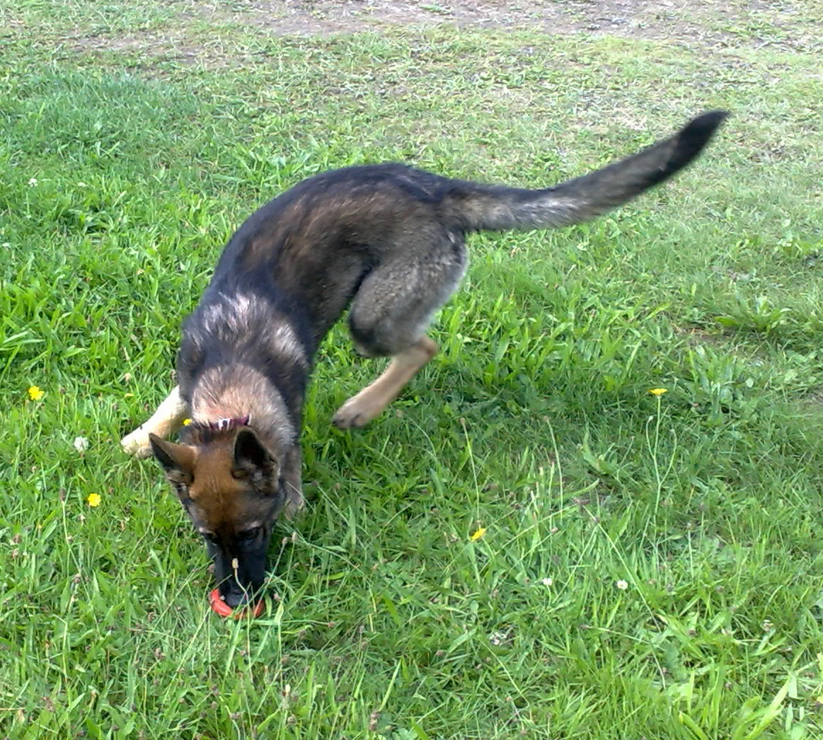 29.8.2010-.zarra-008