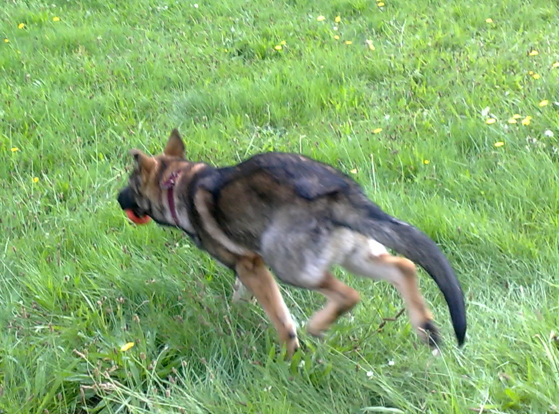 29.8.2010-.zarra-010